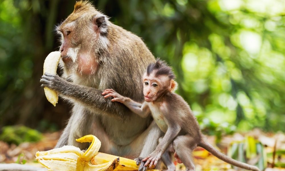 qual-o-significado-de-sonhar-com-macaco-comendo-banana