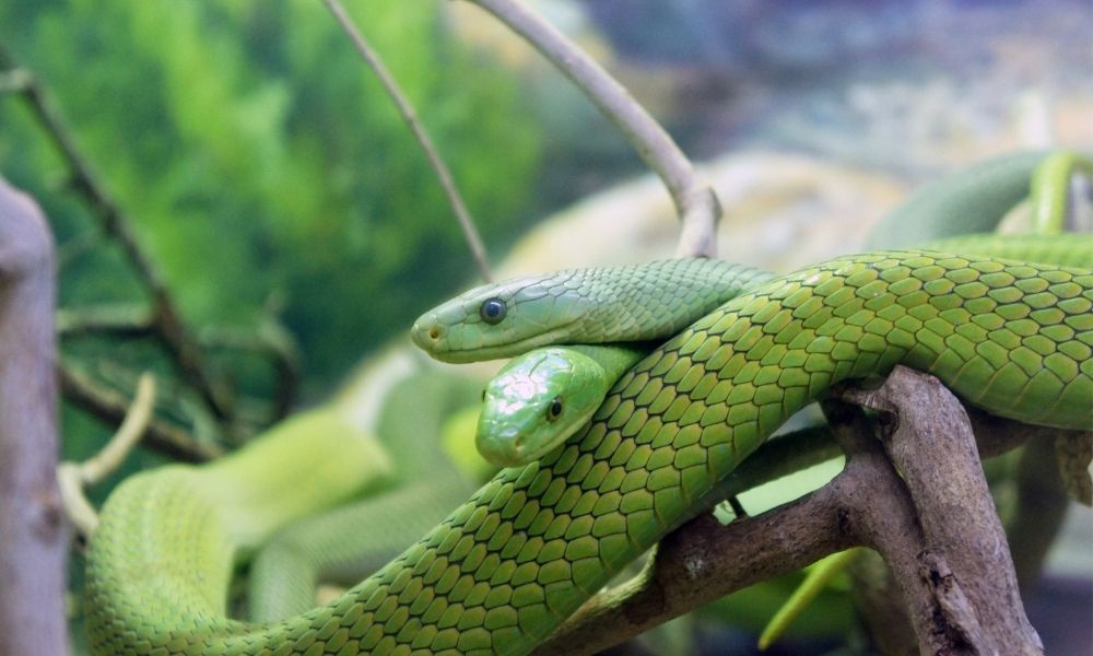 significado-de-sonhar-com-muitas-cobras-verde