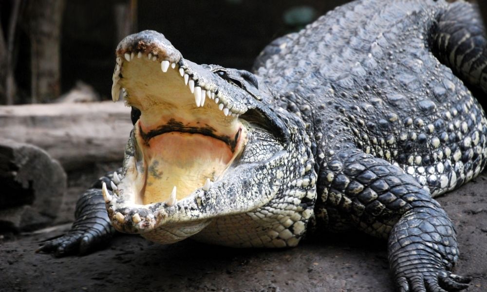 qual-o-significado-de-sonhar-com-ataque-de-crocodilo