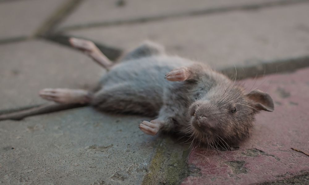 qual-o-significado-de-sonhar-com-rato-morto