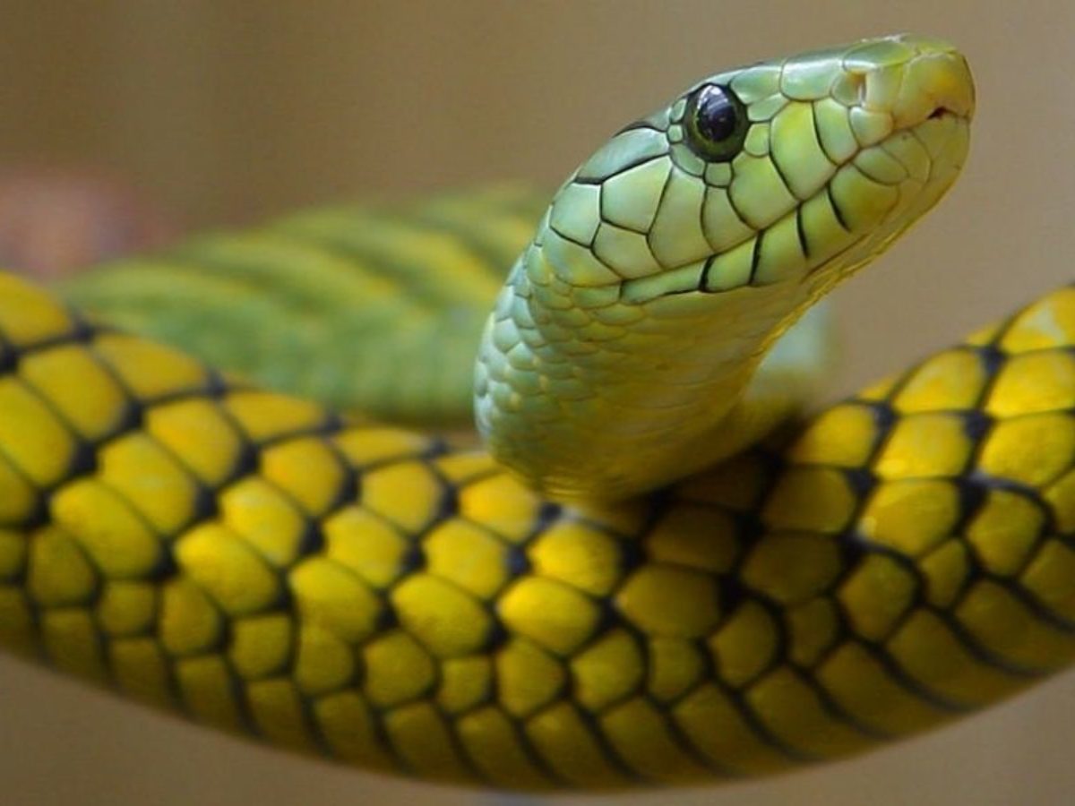 O que significa sonhar com cobras; confira também os números – Metro World  News Brasil