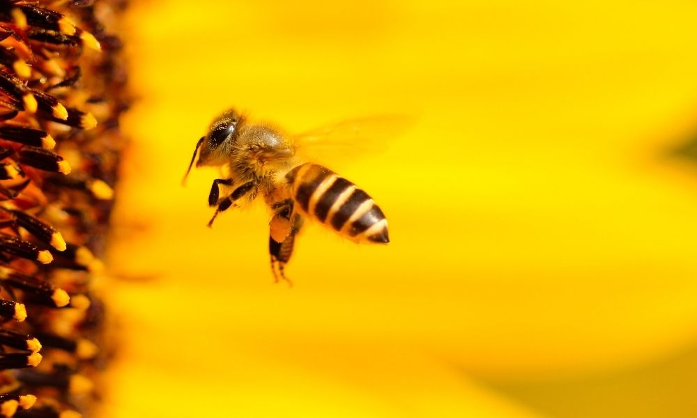 sonhar-com-abelhas-no-jogo-do-bicho