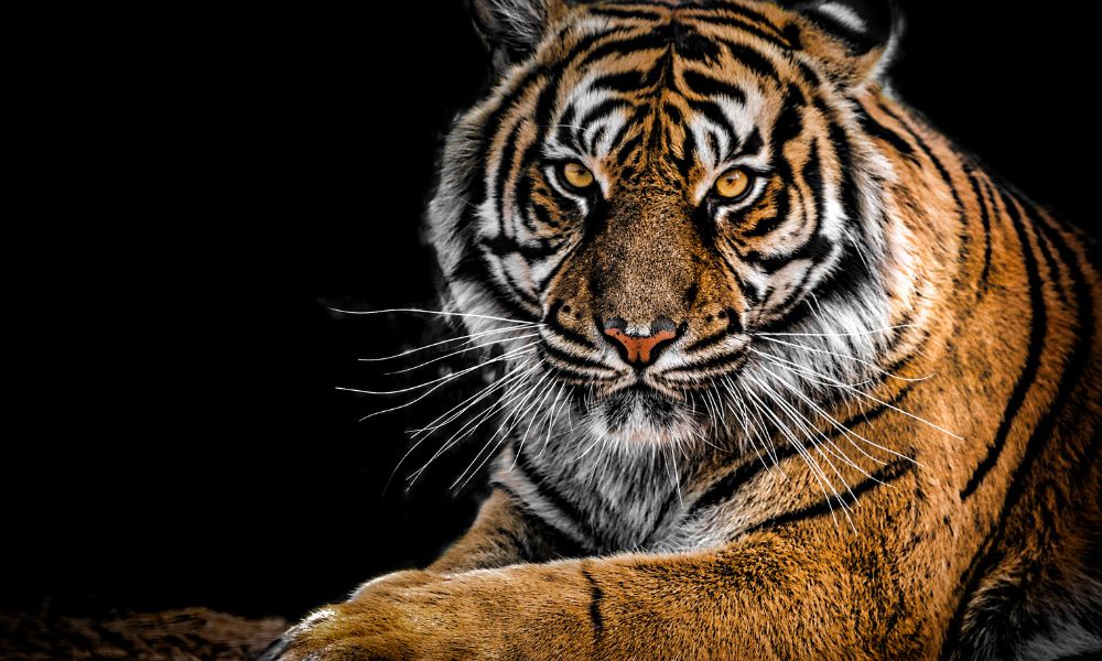sonhar-com-tigre-no-mundo-espiritual