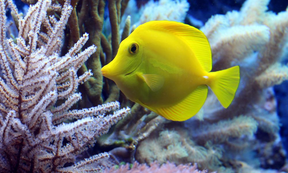 sonhar-com-peixe-amarelo