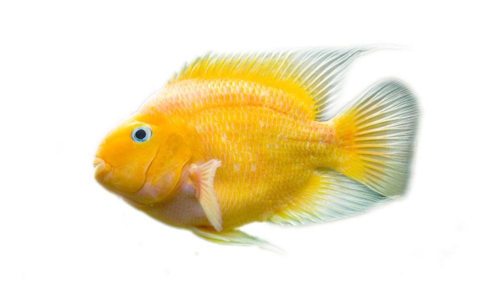 sonhar-com-peixe-dourado