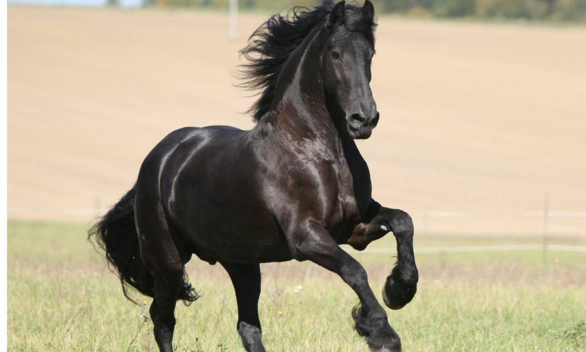 Sonhar com cavalo bravo - Simbolismo e Significado - Segredos do Sonho