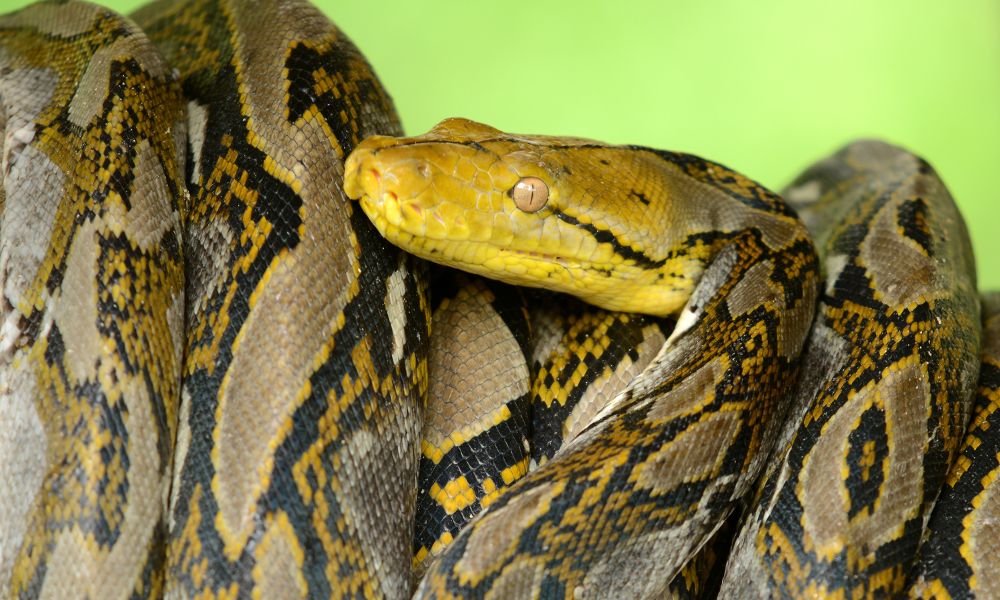 Significado Bíblico de Sonhar com Cobra: Tudo que você precisa saber!